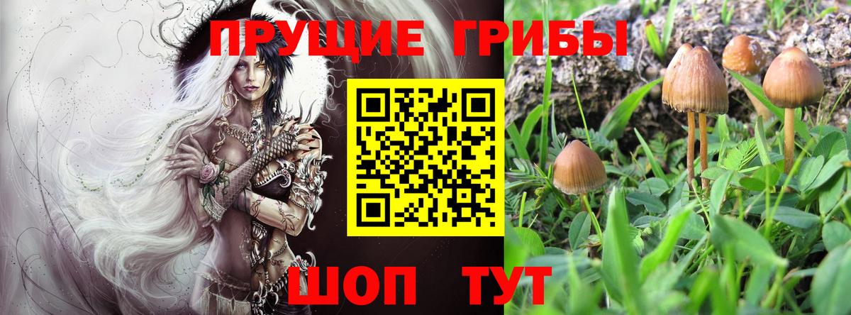 Ачинск  Галлюциногенные грибы Psilocybine cubensis  Вход с VPN 