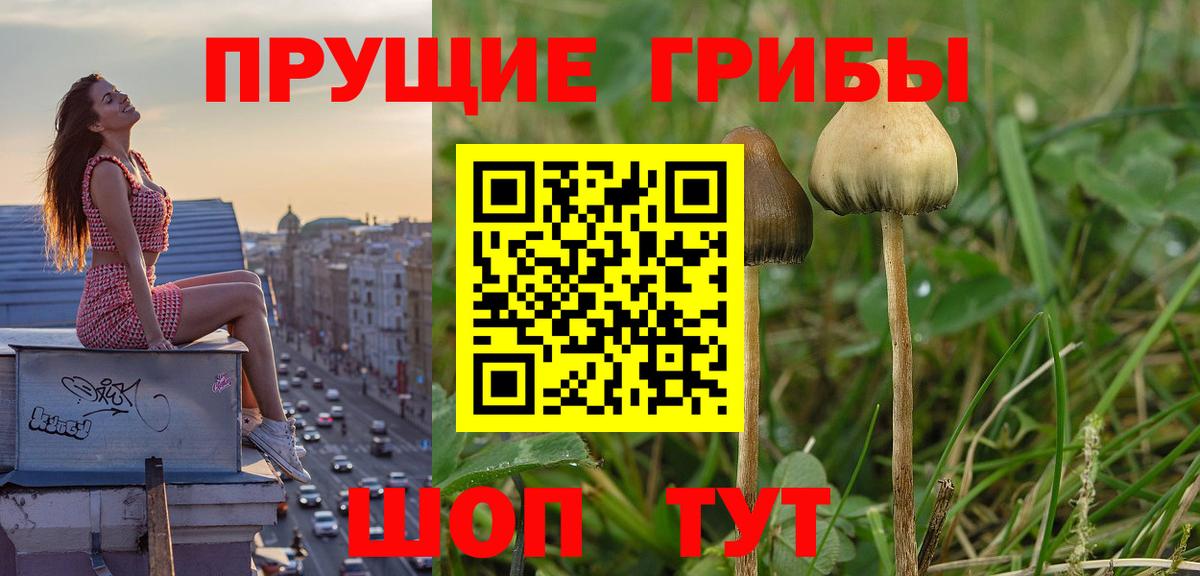 Псилоцибиновые грибы мицелий Ачинск